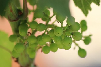 Fruit Set at Fog Crest Vineyard