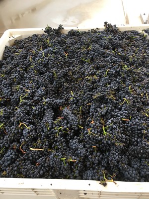 pinot noir harvest at Fog Crest Vineyard