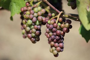 Véraison at Fog Crest Vineyard