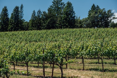 Spring in the Fog Crest Vineyard