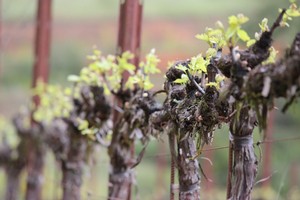 bud break Fog Crest Vineyard