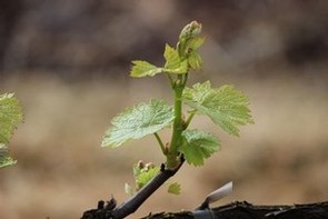 bud break Fog Crest Vineyard