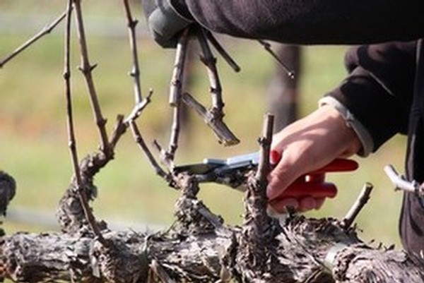 Fog Crest Vineyard - chardonnay pruning
