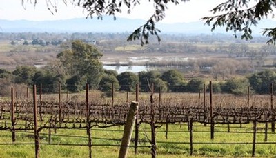 Fog Crest Vineyard - Winter