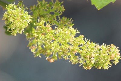 flowering at Fog Crest Vineyard