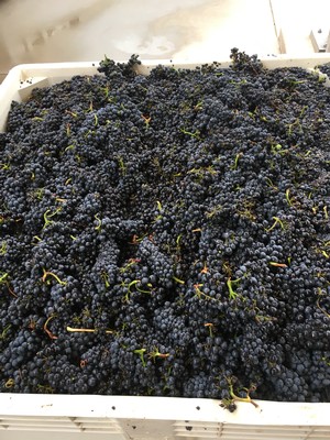 pinot noir harvest at Fog Crest Vineyard