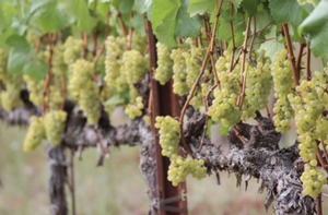 Chardonnay at Fog Crest Vineyard - Sonoma County
