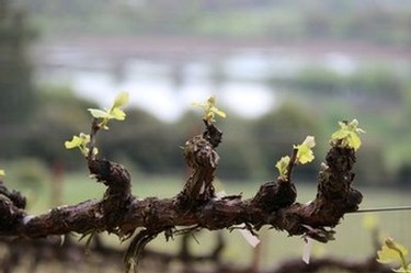 bud break in the vineyard Fog Crest Vineyard