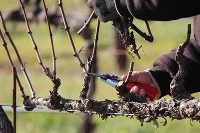 pruning chardonnay