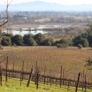 Dormant Fog Crest Vineyard and Laguna de Santa Rosa