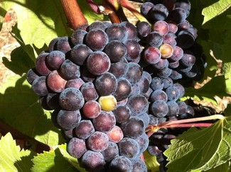 Pinot Noir at Fog Crest Vineyard