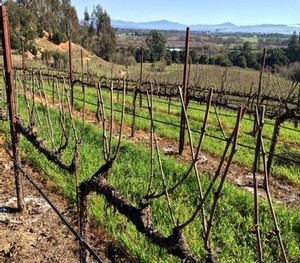 pruned vines