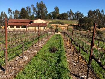 time measured in vintages - pruned vineyard - Fog Crest Vineyard