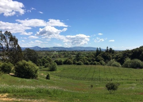 view of Fog Crest Vineyard - time measured in vintages